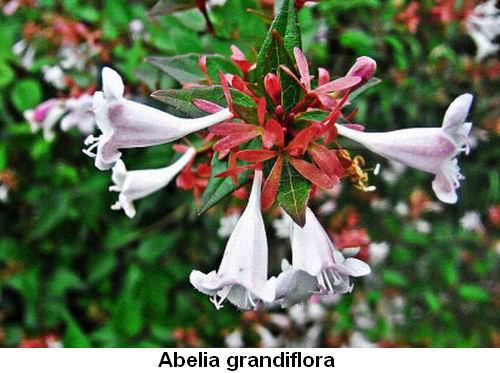 Abelia grandiflora.jpg